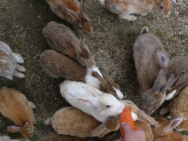 lapins sur l'île de okunoshima