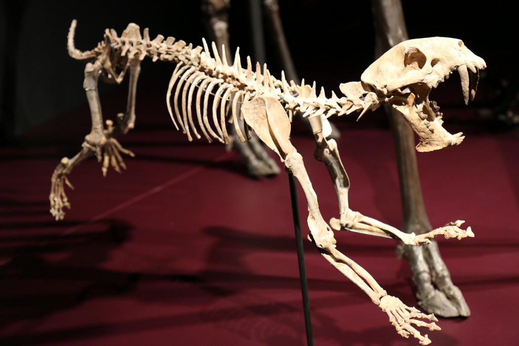 Squelette au musée des confluences de Lyon