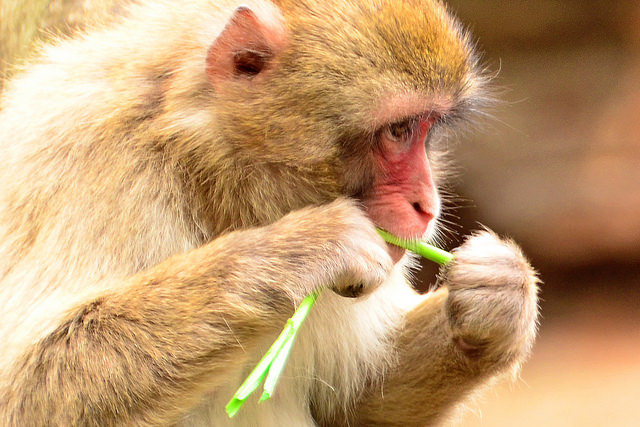 macaque du japon - Toshihiro Gamo